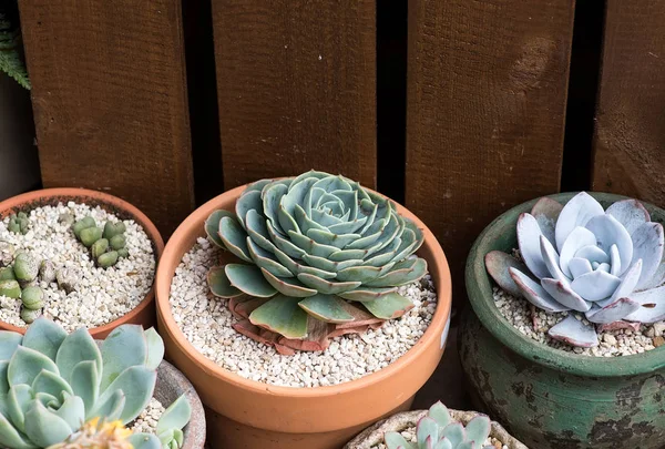 Miniatuur sappige planten in de tuin — Stockfoto