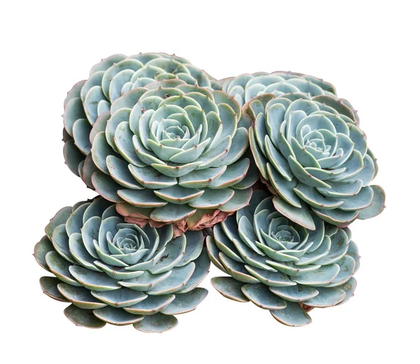 İzole minyatür etli bitkiler