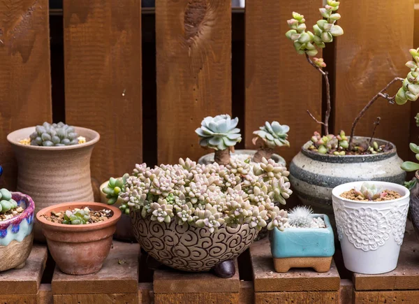 Plantas suculentas en miniatura en jardín — Foto de Stock