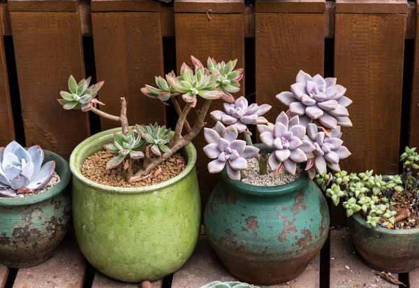 Miniaturní šťavnaté rostliny v zahradě — Stock fotografie