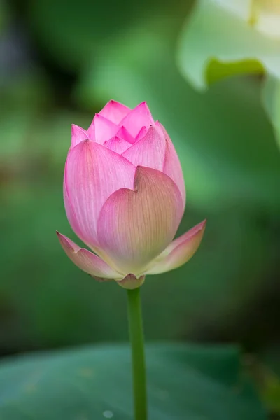 Fleur de lotus en fleurs dans l'étang — Photo