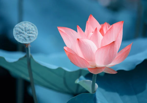 Flor de lótus florescendo na lagoa — Fotografia de Stock