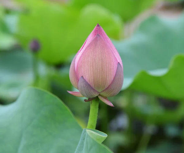Blooming lotus flower in pond — Stock Photo, Image