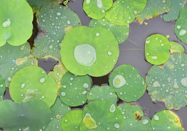 Textuur met bladeren van waterlelies — Stockfoto
