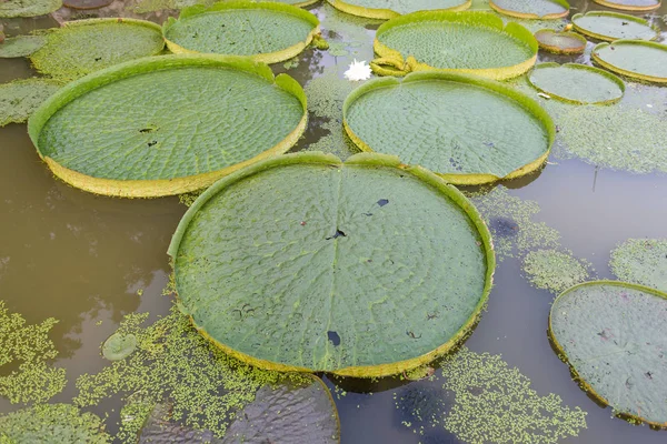Enorme loto flotante (Lirio gigante del agua del Amazonas, Victoria amazonia) l —  Fotos de Stock