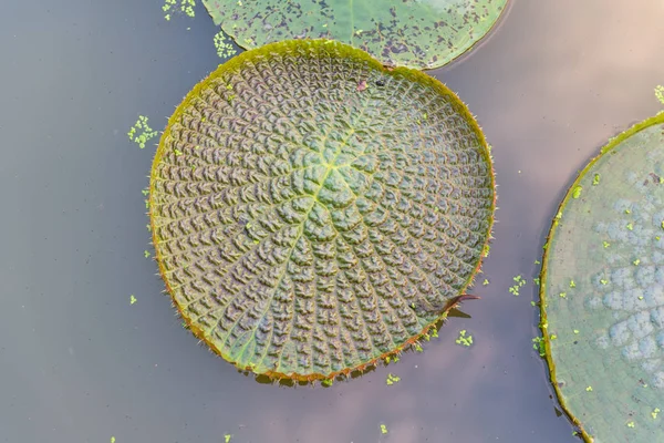 Enorme loto flotante (Lirio gigante del agua del Amazonas, Victoria amazonia) l — Foto de Stock