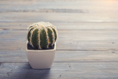 Ahşap masa pot kaktüs