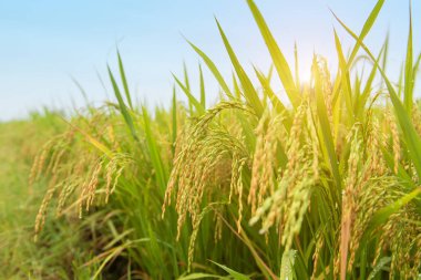 Çeltik pirinç hasat Çin