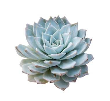 İzole minyatür etli bitkiler