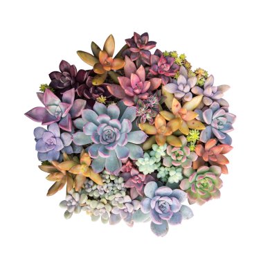 İzole minyatür etli bitkiler