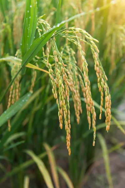 Cosecha de arroz con cáscara en China — Foto de Stock