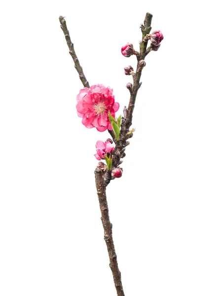 Pink blossoms on white — Stock Photo, Image