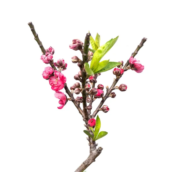 Flores cor de rosa em branco — Fotografia de Stock