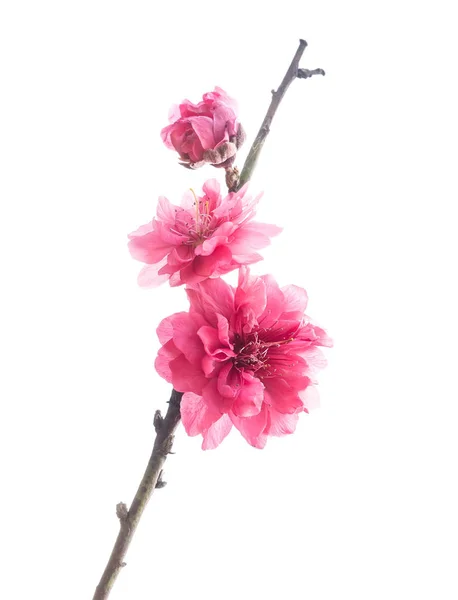 Pink blossoms on white — Stock Photo, Image