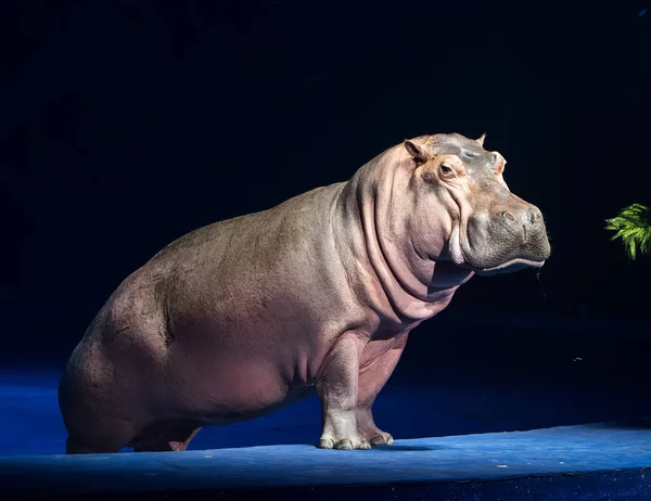 Sparring flodhästar i zoo — Stockfoto