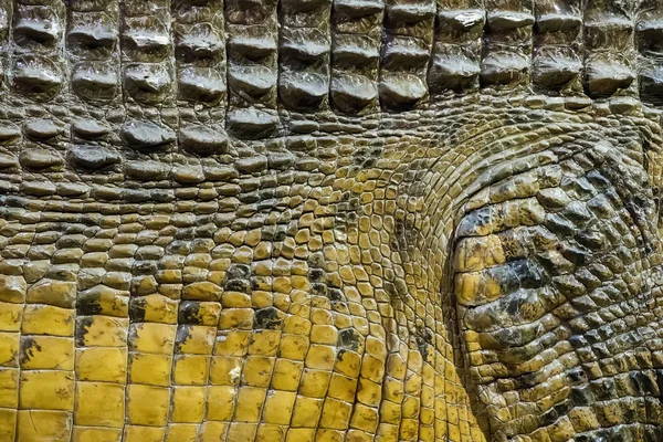 Crocodilo Abstrato Textura Pele Fundo — Fotografia de Stock