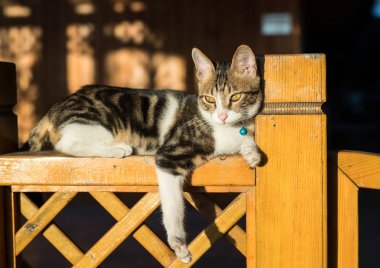 Profil kedi içinde güneşli gün.