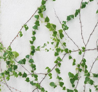 sarmaşık yaprakları beyaz arkaplanda izole edilmiş