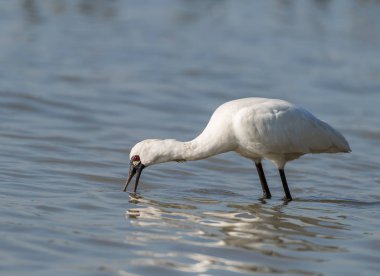 Kaşıkçı maddeler waterland içinde