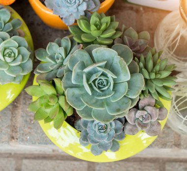 bir çiftlik actus succulents