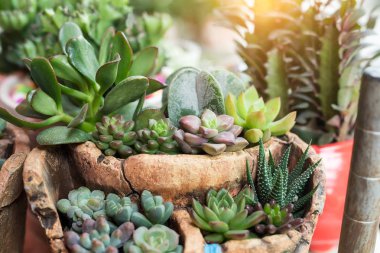 bir çiftlik actus succulents