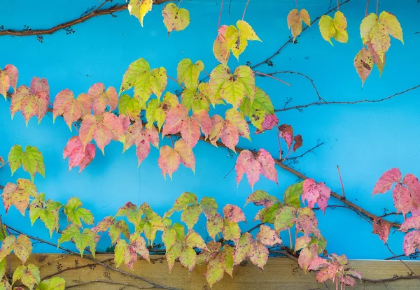 Pared azul cubierta con hojas de hiedra —  Fotos de Stock
