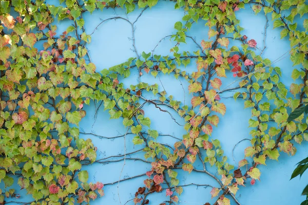Parede azul coberta com folhas de hera — Fotografia de Stock