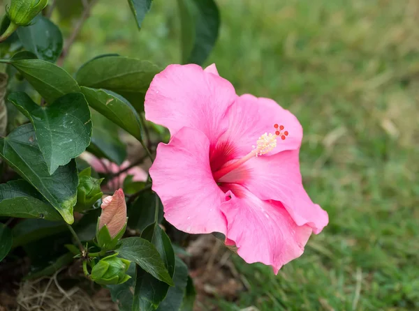 Closeup of hibiscus in garden — Stock Photo, Image