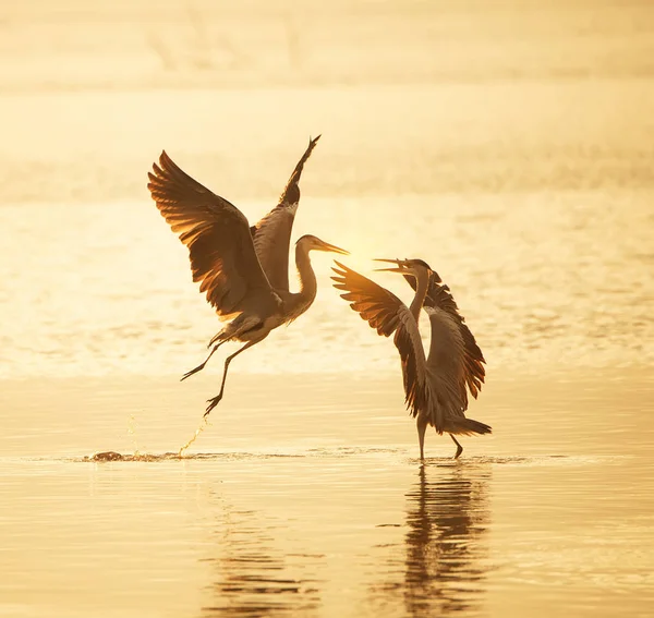 Grey Heron in waterland — Stock Photo, Image