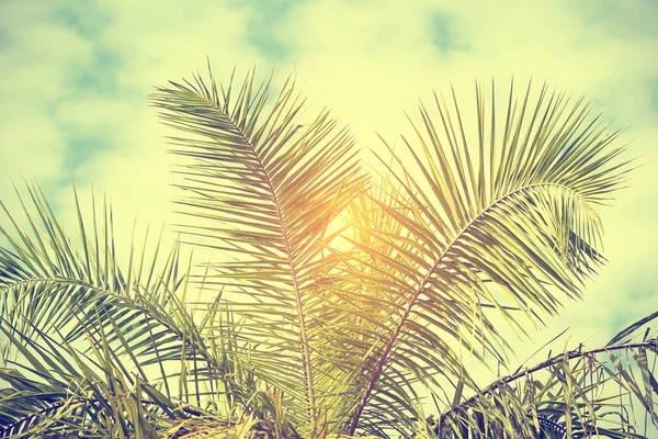 Зеленый лист пальмы при солнечном свете — стоковое фото