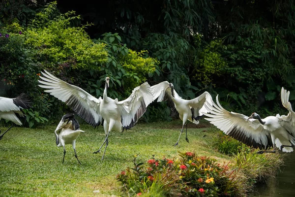 Red Crowned Crane Flying — Stock Photo, Image