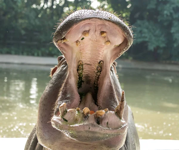 Sparring Hippos no zoológico — Fotografia de Stock