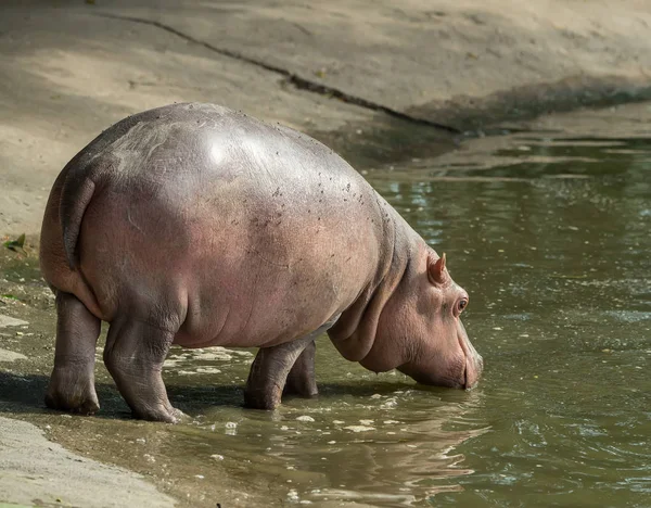 Sparring Hipopótamos en zoológico — Foto de Stock