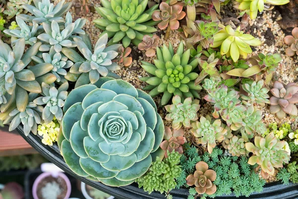 화분에 actus succulents — 스톡 사진