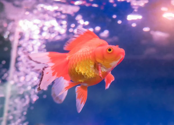 Rote Und Goldene Fische Über Dem Wasser — Stockfoto