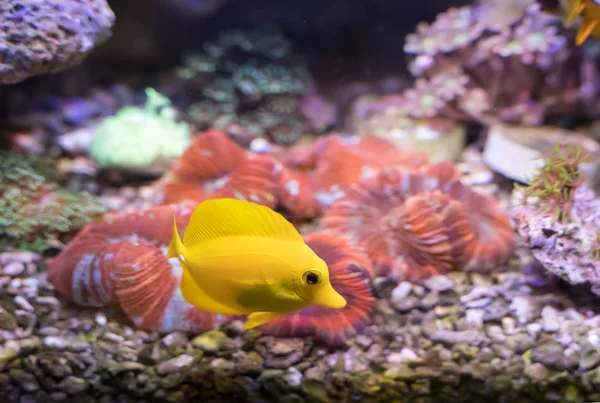 Zebrasoma salt water aquarium fish — Stock Photo, Image