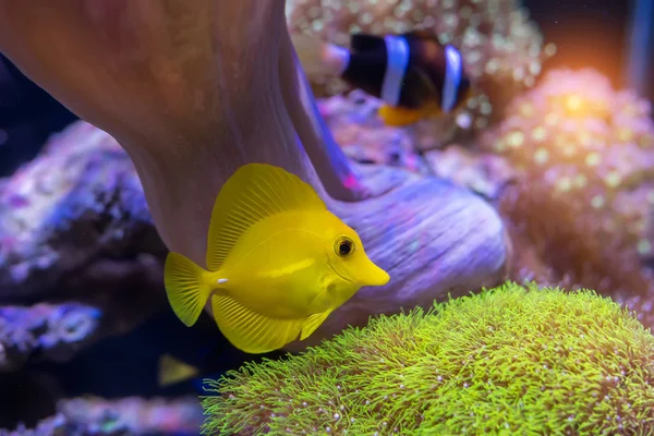Зебрасома солона акваріумна риба — стокове фото