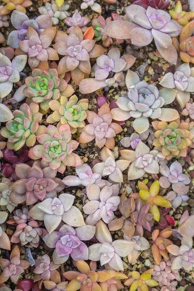 Miniatuur sappige planten in de tuin — Stockfoto