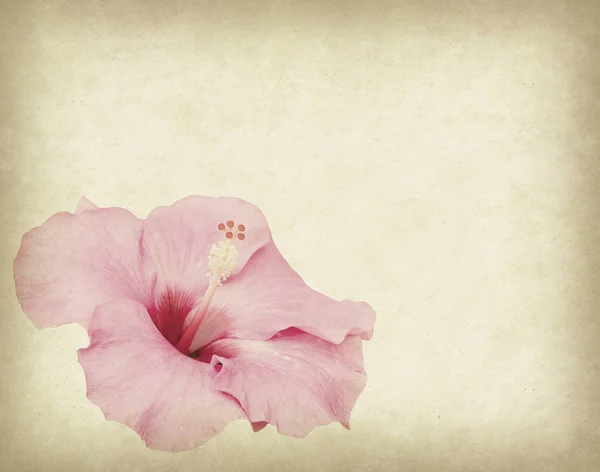 Hibiscus isolated on old paper background — Stock Photo, Image