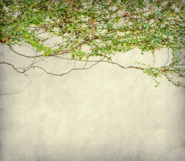 Edera verde su vecchia grunge carta antica texture — Foto Stock