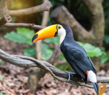Great hornbills in rainforest clipart
