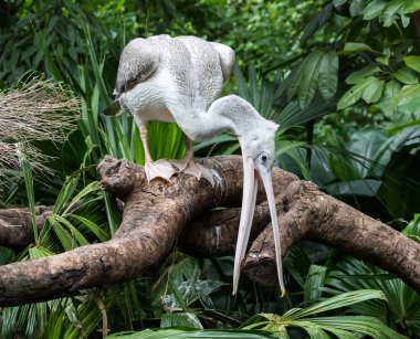 Beyaz Pelikan su-arazi