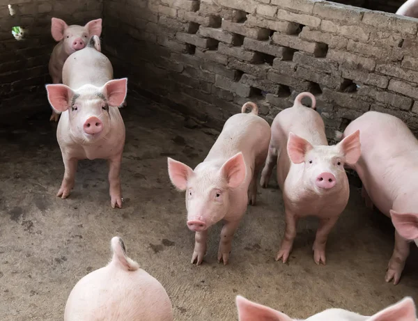 Varkens op de boerderij — Stockfoto