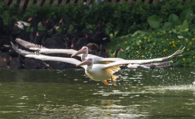 Beyaz Pelikan su-arazi