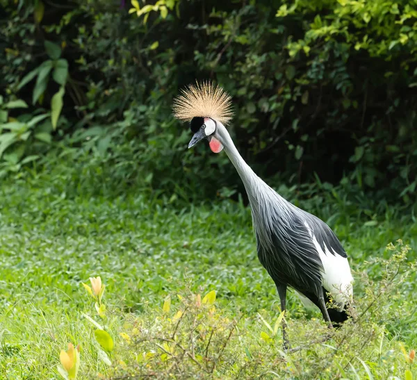 Een mooie vogel kroonkraan. — Stockfoto