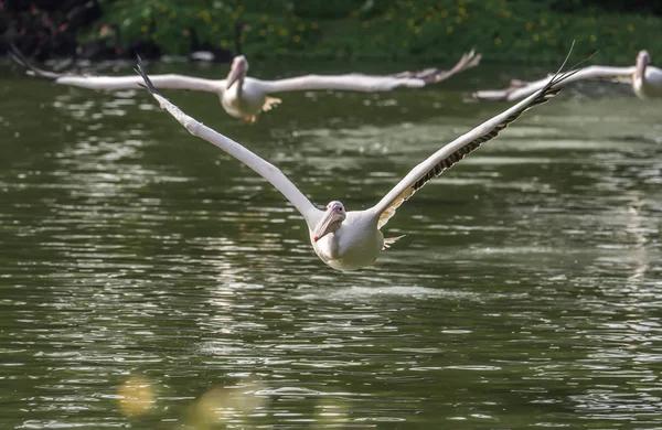 White Pelican in water-land — Stock Photo, Image