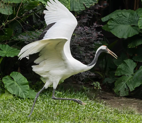 Red-Crowned crane in zoo — Stock Photo, Image
