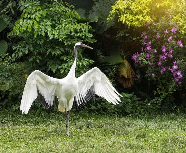 Red-Crowned crane in zoo — Stock Photo, Image