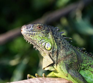 Yeşil kertenkele duran ağaç üzerinde