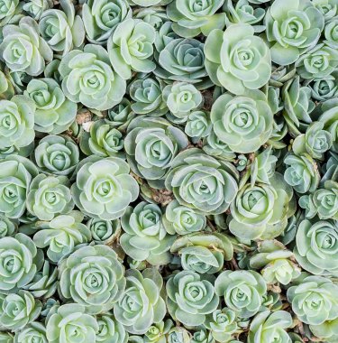  Bahçedeki minyatür sulu bitkiler